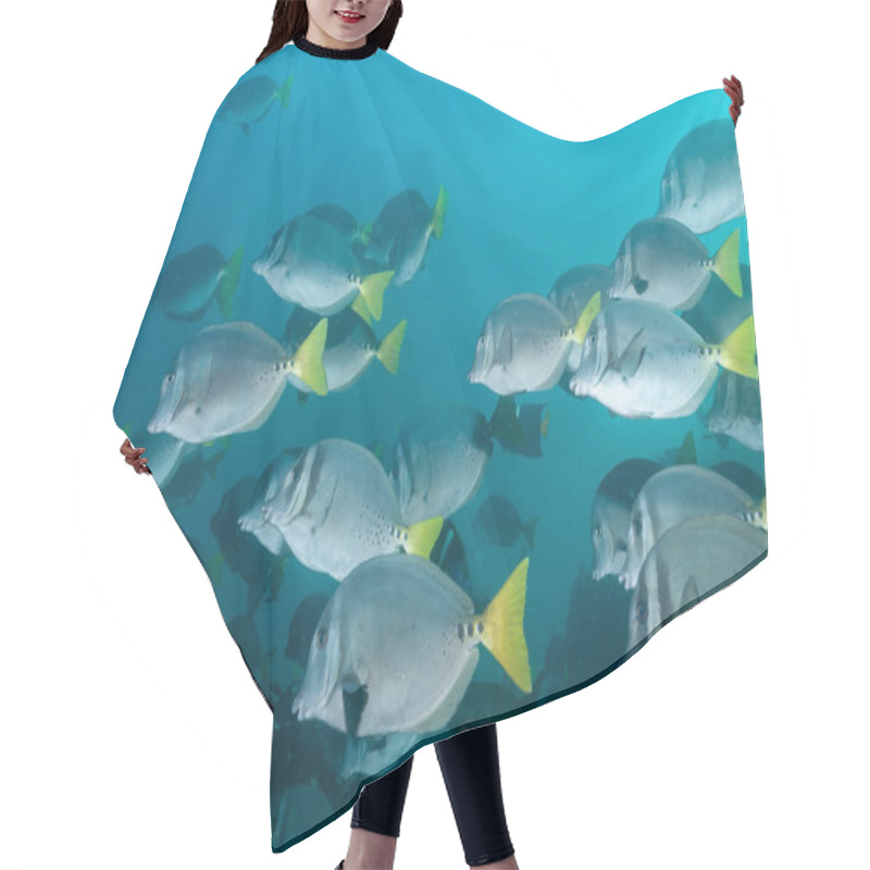 Personality  Razor Surgeonfish Shoal In The Galapagos Hair Cutting Cape