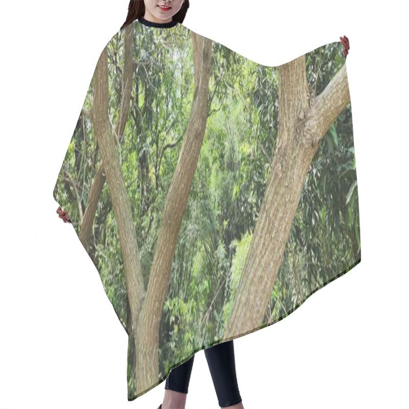 Personality  Trees And Tree Trunks In Nature Hair Cutting Cape