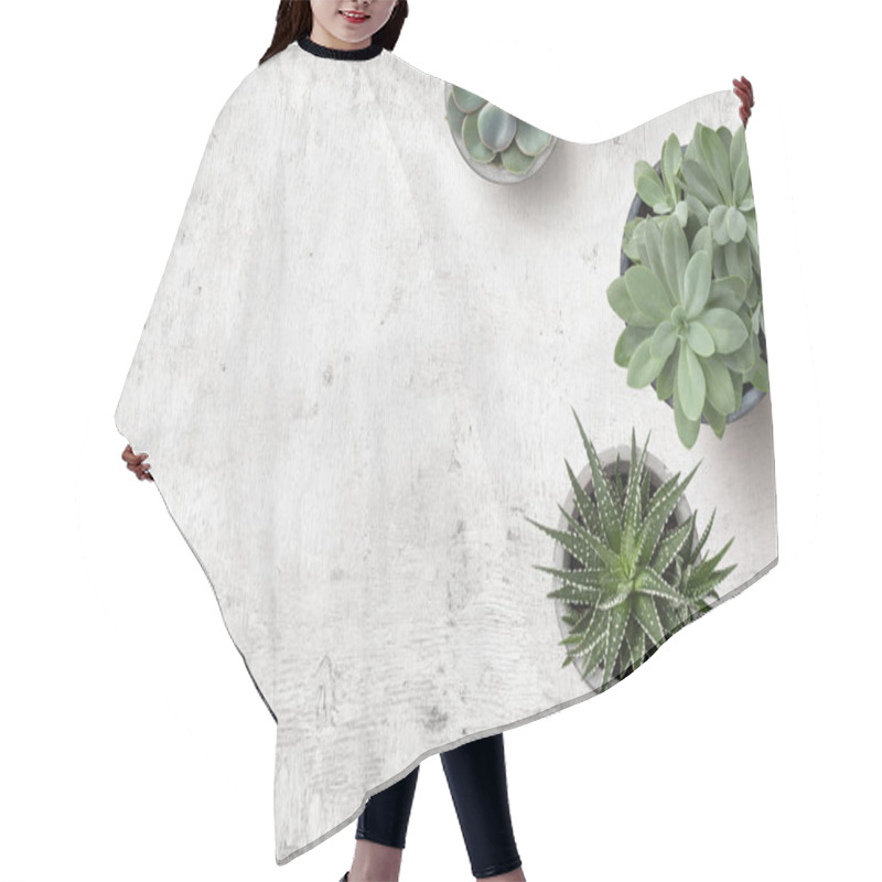 Personality  Minimalist Background With Various Succulents On A Painted White Wooden Desk, Top View, Copyspace Hair Cutting Cape