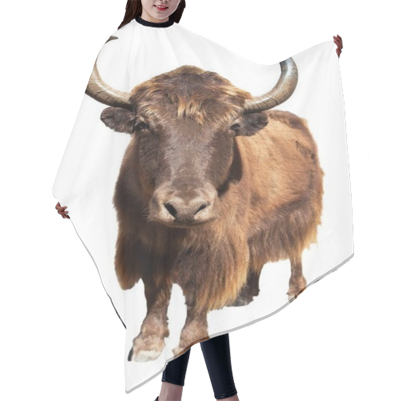 Personality  Brown Yak Isolated On White Background Hair Cutting Cape