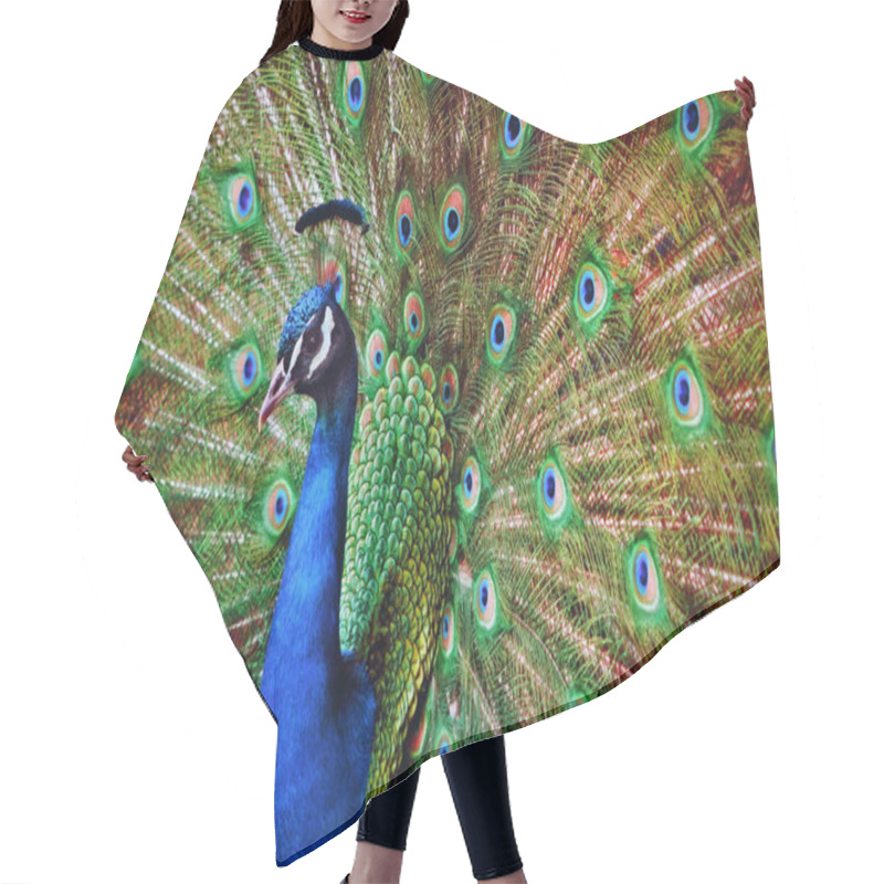 Personality  Peacock Open Feathers Hair Cutting Cape