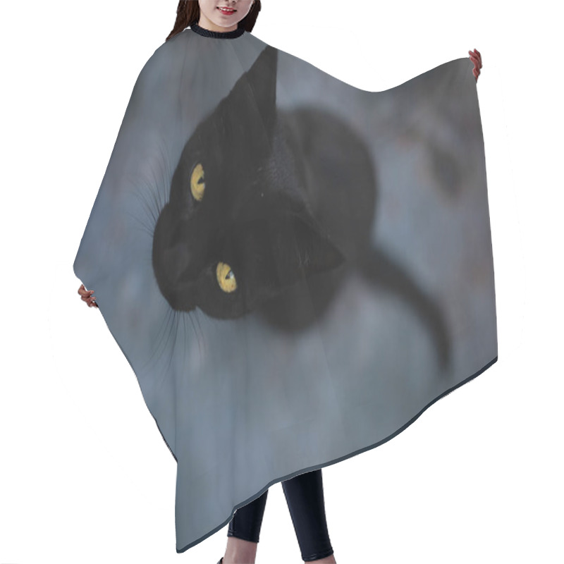 Personality  Portrait Of Playful And Curious Black Cat With Yellow Eyes On Isolated Dark Background. Halloween Concept. Top View. Hair Cutting Cape