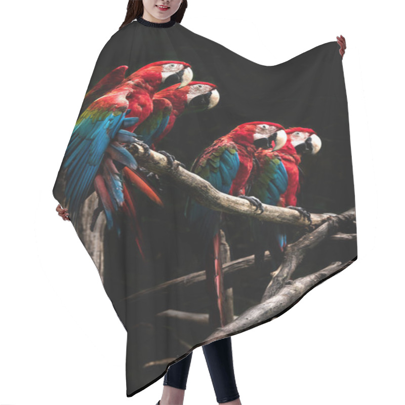 Personality  Scarlet Macaw  Beautiful Bird Isolated On Branch With Black Background Hair Cutting Cape