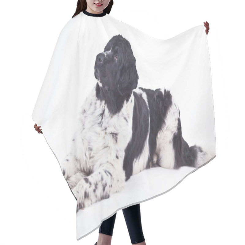 Personality  Newfoundland Dog Black And White Portrait In Studio Hair Cutting Cape