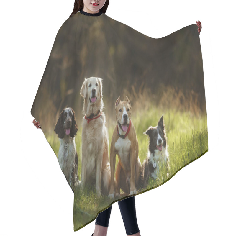 Personality  Group Of Dogs Golden Retriever, Spaniel, Border Collie And Staff  Hair Cutting Cape