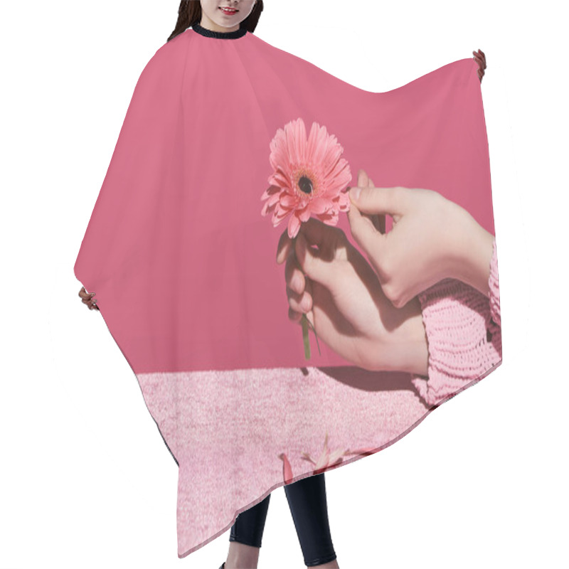 Personality  Cropped View Of Woman Picking Out Gerbera Petals On Velour Cloth Isolated On Pink, Girlish Concept  Hair Cutting Cape