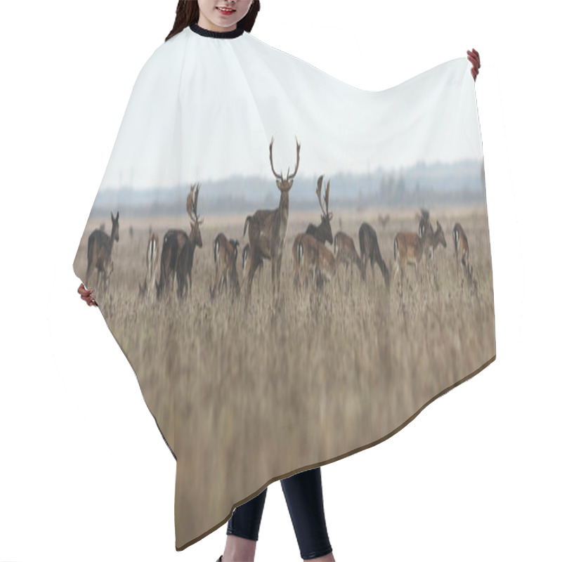 Personality  Fallow Deer Large Herd Hair Cutting Cape