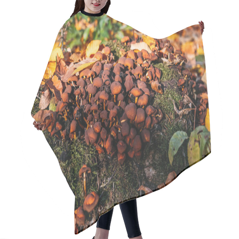 Personality  A Dense Cluster Of Wild Brown Mushrooms Growing On A Moss-covered Log, Surrounded By Colorful Autumn Leaves, Creating A Vibrant Woodland Scene Hair Cutting Cape