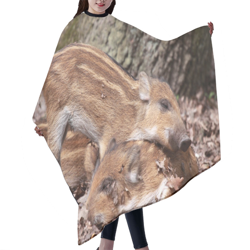 Personality  Wild Swine Hair Cutting Cape