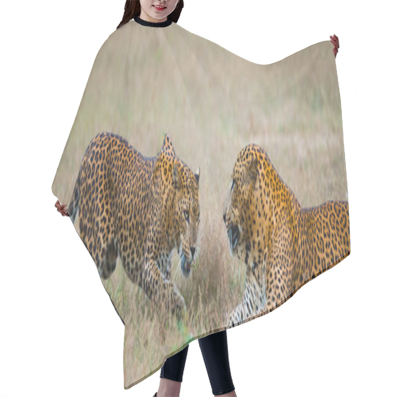 Personality  Pantheras Pardus Kotiya Hair Cutting Cape