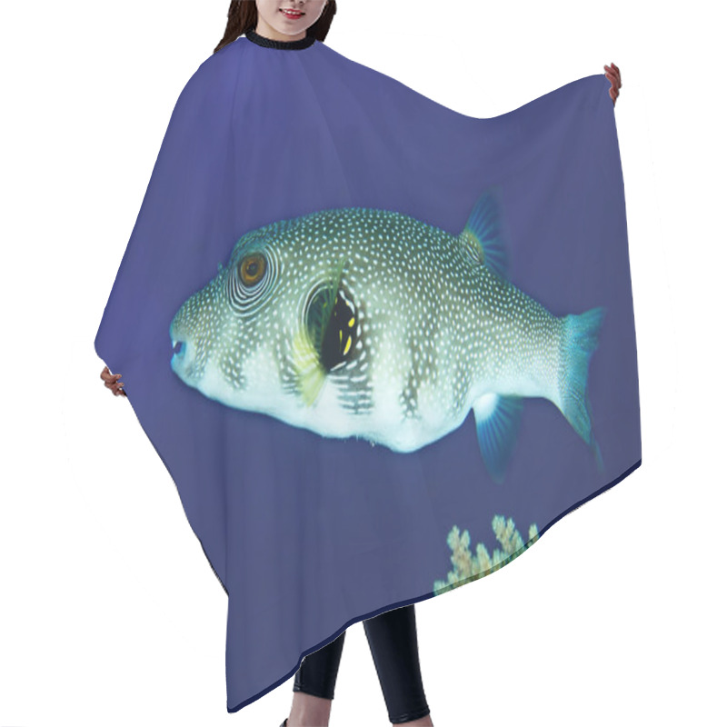 Personality  Whitespotted Puffer Hair Cutting Cape