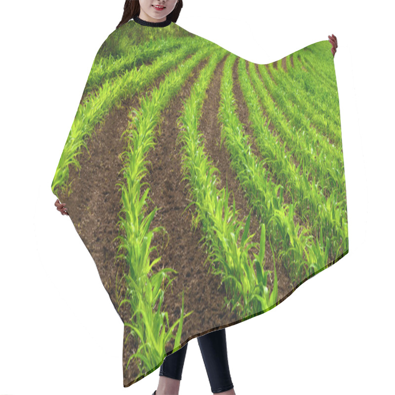 Personality  Curved Rows Of Young Corn Plants Hair Cutting Cape