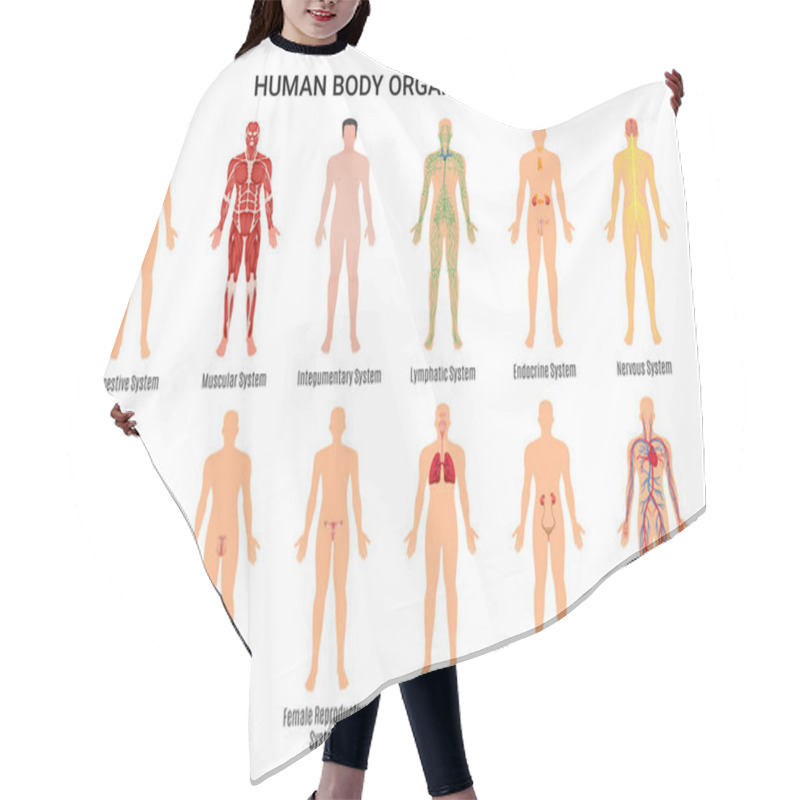 Personality  Human Body Organ Systems Poster Hair Cutting Cape