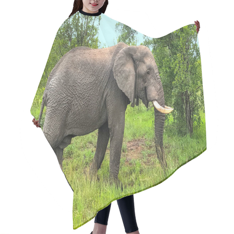 Personality  Photo Of An Adult African Elephant In A South African Nature Reserve Hair Cutting Cape