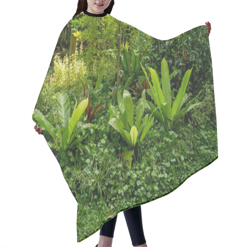 Personality  Tropical Garden Of Bird's Nest Fern Decorated Under Greenery Trees  Hair Cutting Cape