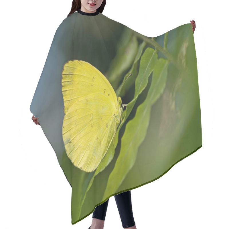 Personality  Yellow Butterfly Rest On Fern Leaf Hair Cutting Cape