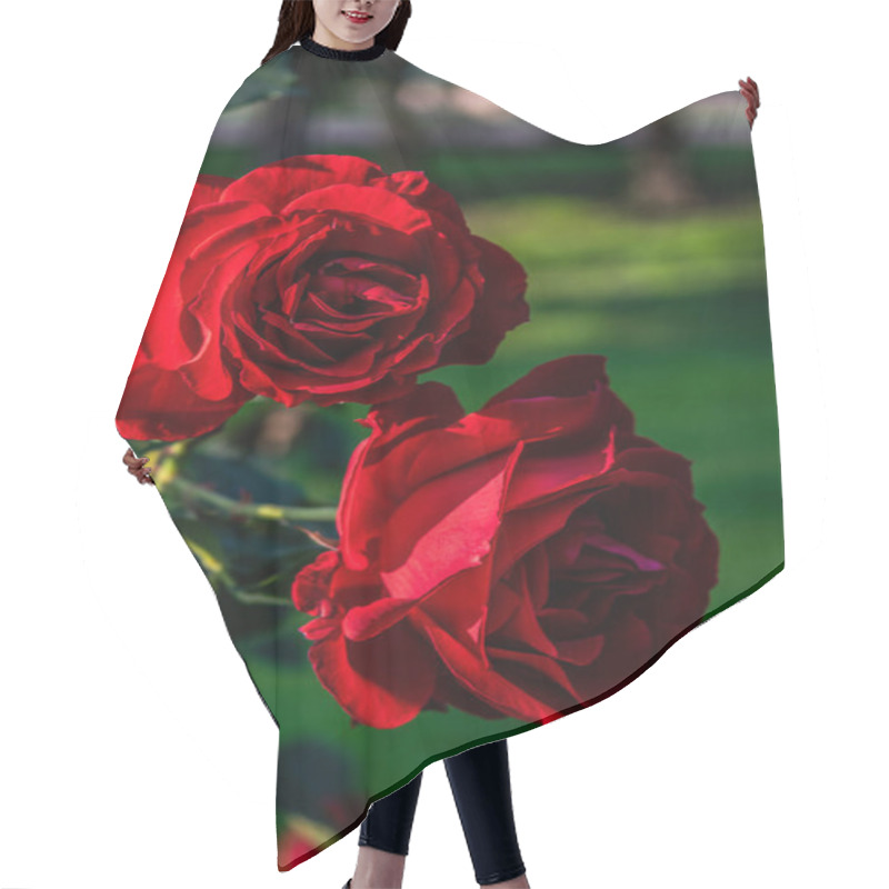 Personality  Two Red Roses In The Garden, Close Up Flowers Hair Cutting Cape