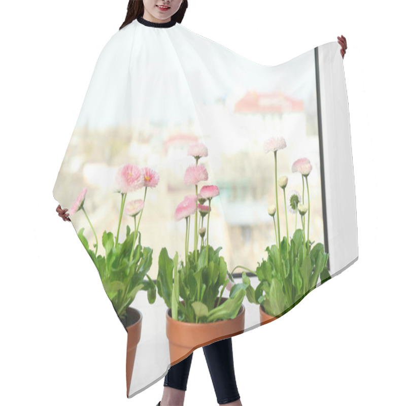 Personality  Beautiful Blooming Daisies In Pots On Window Sill, Space For Text. Spring Flowers Hair Cutting Cape