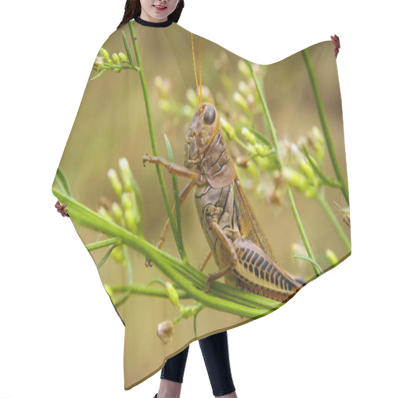 Personality  A Brown Grasshopper Hair Cutting Cape