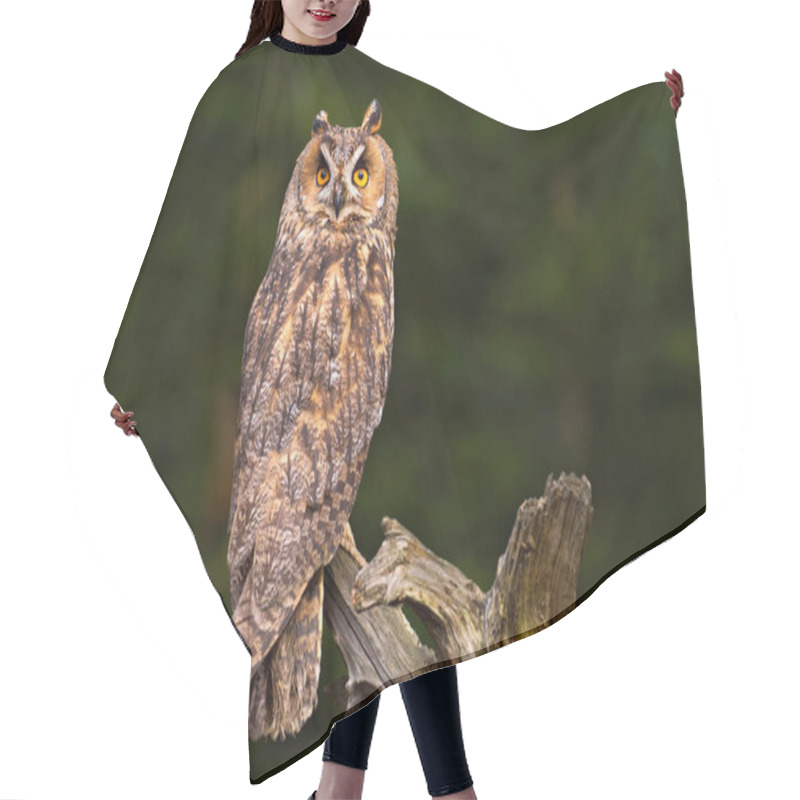 Personality  Beautiful Owl In Nature Habitat Hair Cutting Cape