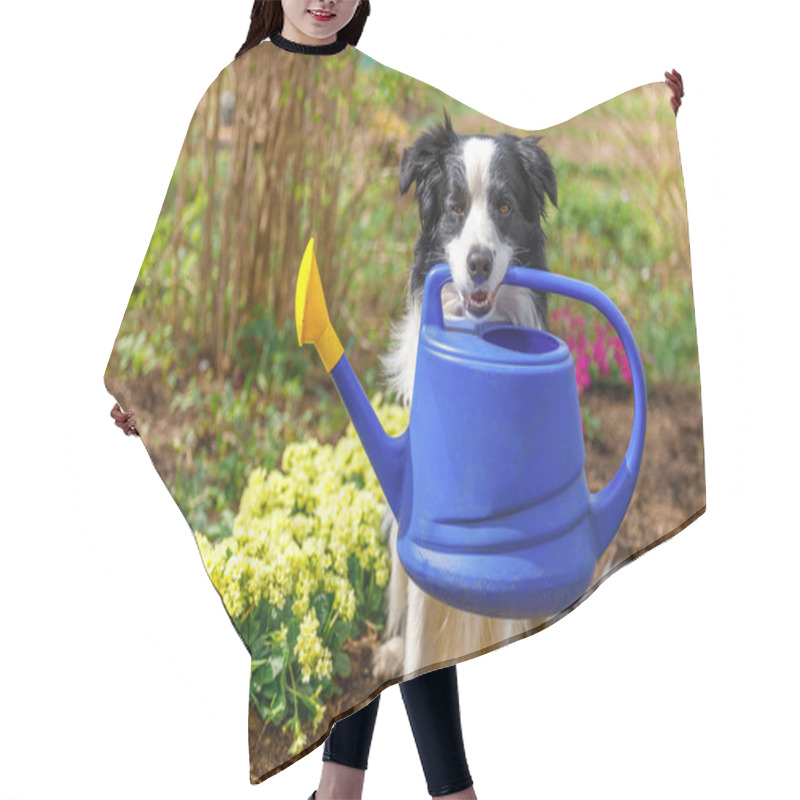 Personality  Outdoor Portrait Of Cute Dog Border Collie Holding Watering Can In Mouth On Garden Background. Funny Puppy Dog As Gardener Fetching Watering Can For Irrigation. Gardening And Agriculture Concept Hair Cutting Cape