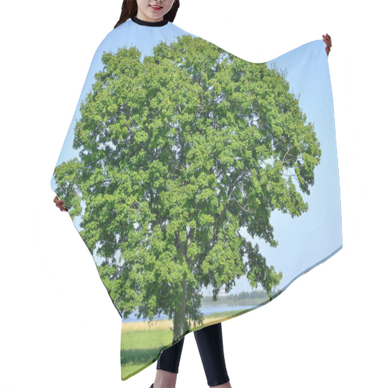 Personality  Lonely Big Tree In Green Field On A Background Clear Sky Hair Cutting Cape