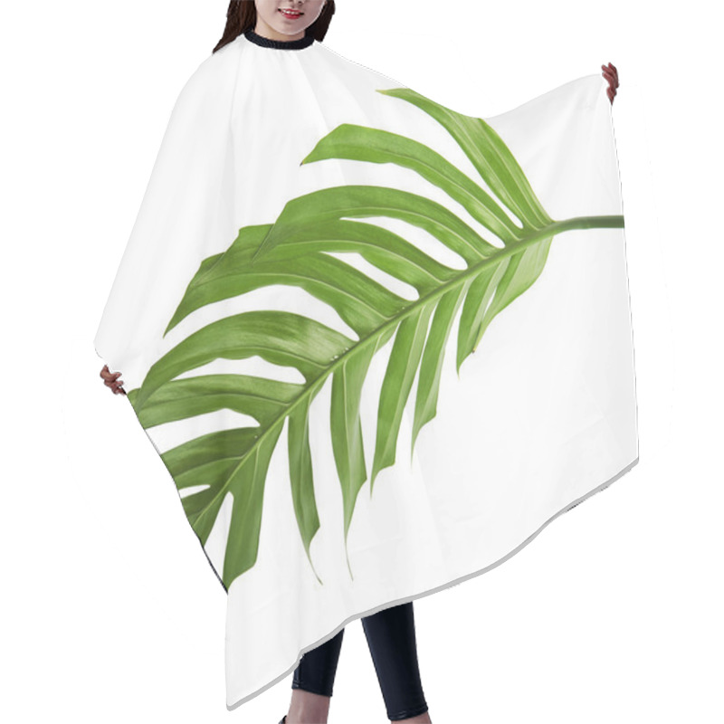 Personality  Monstera Deliciosa Leaf Or Swiss Cheese Plant, Tropical Foliage Isolated On White Background, With Clipping Path Hair Cutting Cape