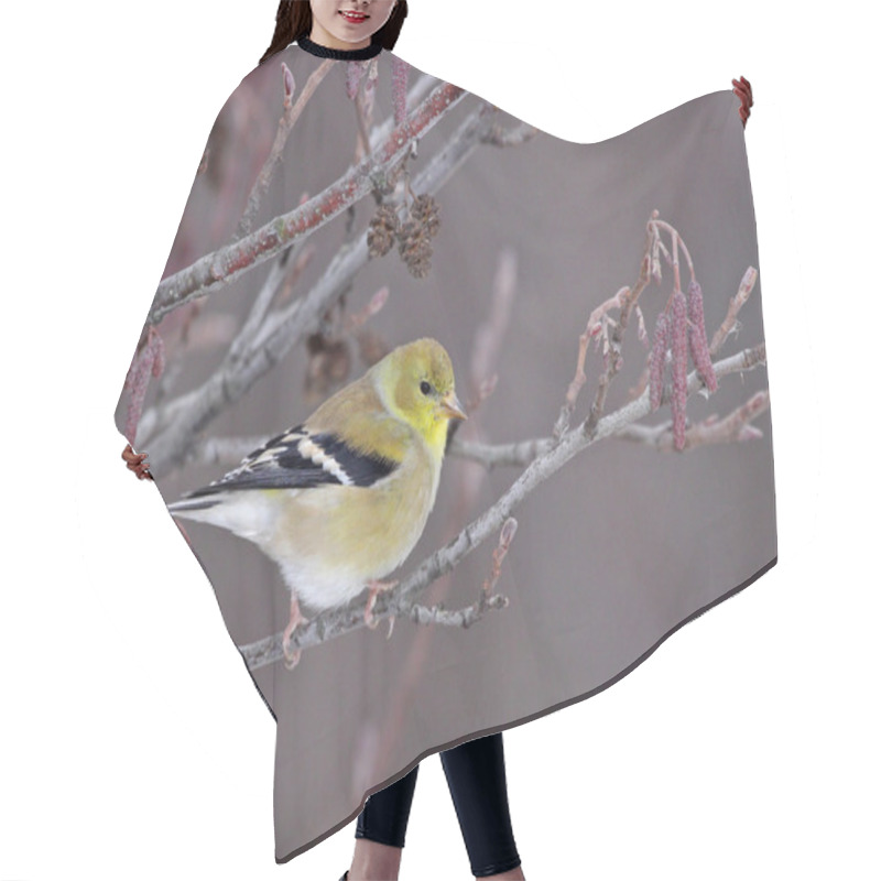 Personality  Perched Goldfinch Hair Cutting Cape