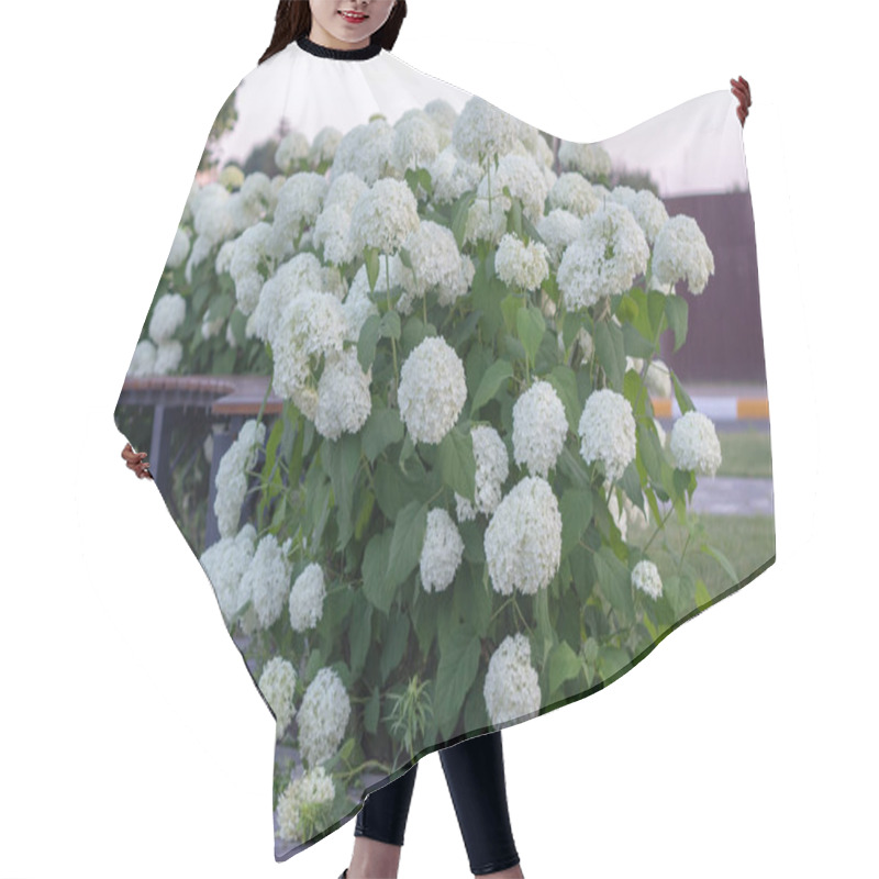 Personality  White Hydrangea Blooming In The Evening Summer Garden Hair Cutting Cape