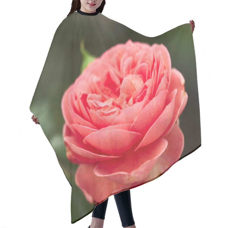 Personality  Blooming Abraham Darby Rose. Hair Cutting Cape