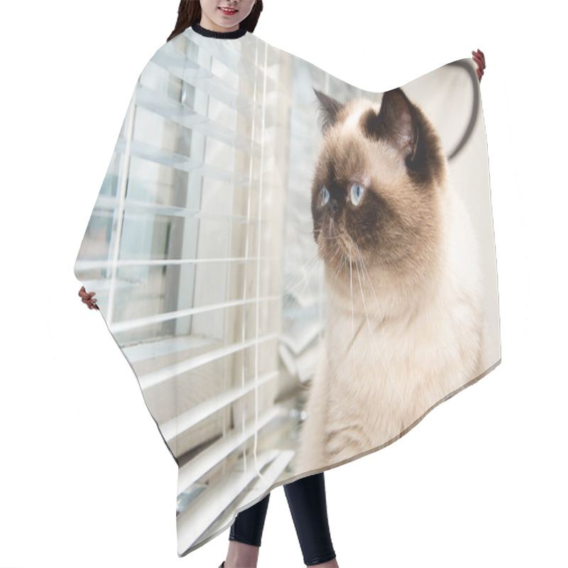 Personality  Cat Sitting Near Window Blinds Hair Cutting Cape