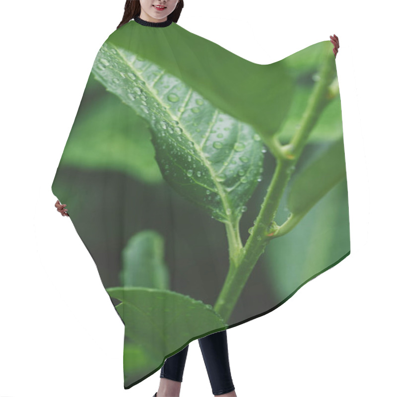 Personality  Green Plant With Leaves And Water Drops After Rain Hair Cutting Cape