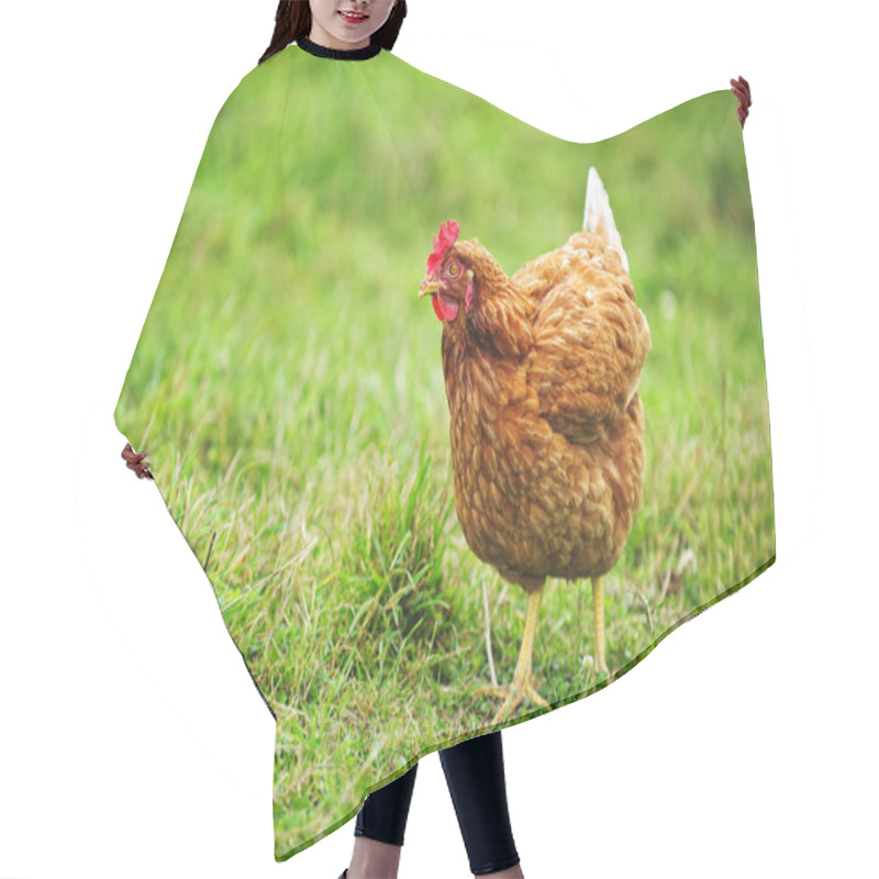 Personality  Rhode Island Red Chicken Hair Cutting Cape