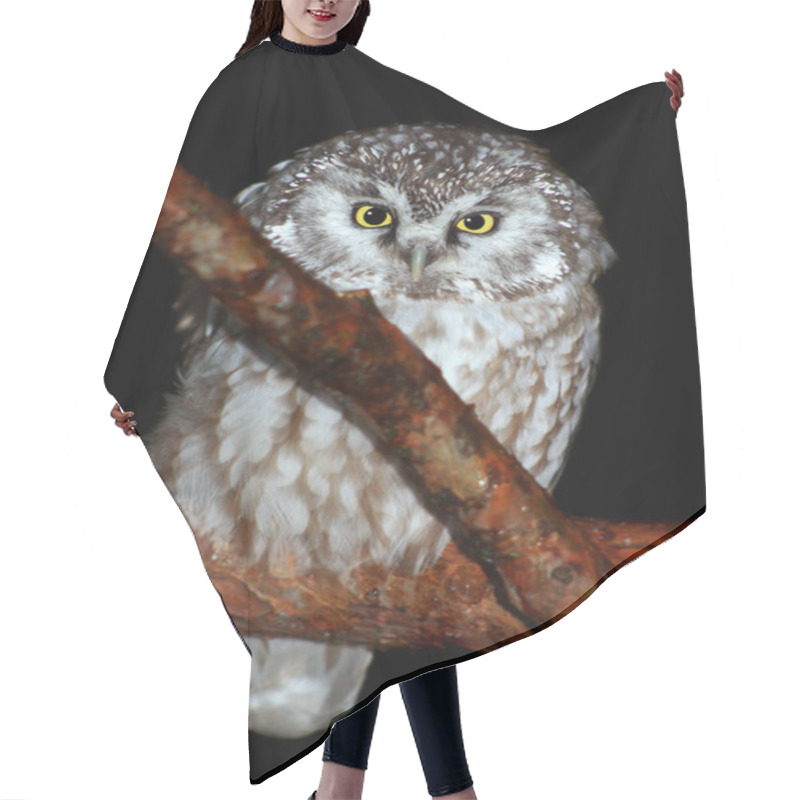 Personality  Boreal Owl Hair Cutting Cape