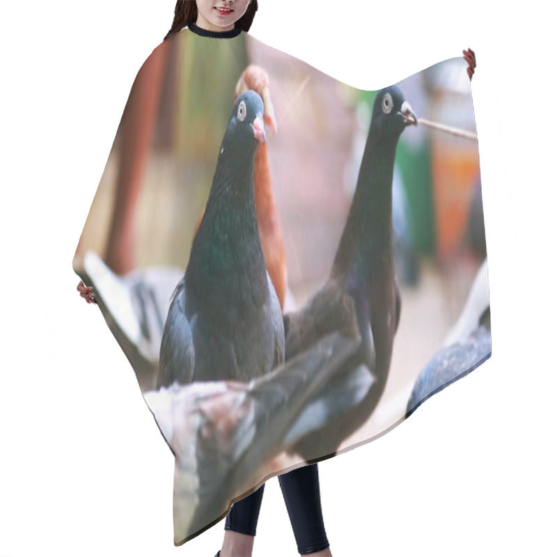 Personality  Group Beautiful Pigeons Isolated Hair Cutting Cape