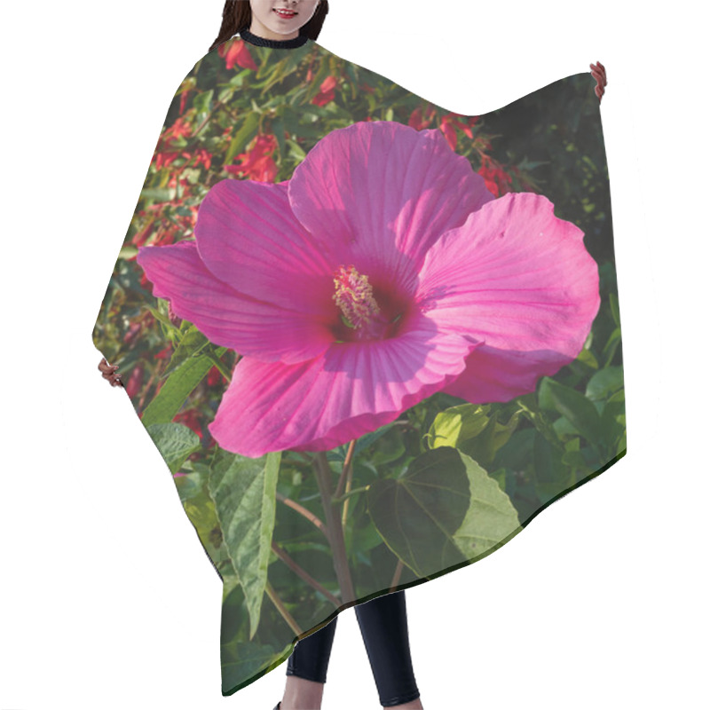 Personality  Blooming Big And Beautiful Swamp Rose Mallow (Hibiscus Moscheutos) In Autumn Garden Hair Cutting Cape