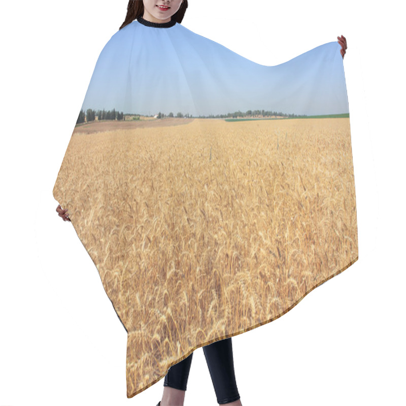 Personality  Wheat Field. Israel. Hair Cutting Cape