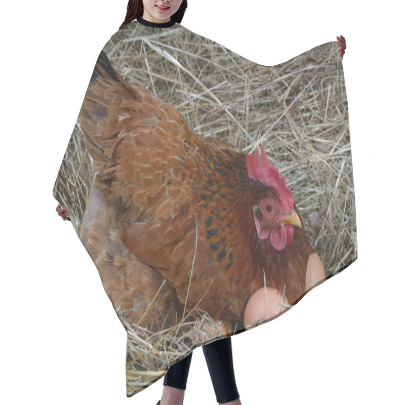 Personality  Hen Eggs Hair Cutting Cape