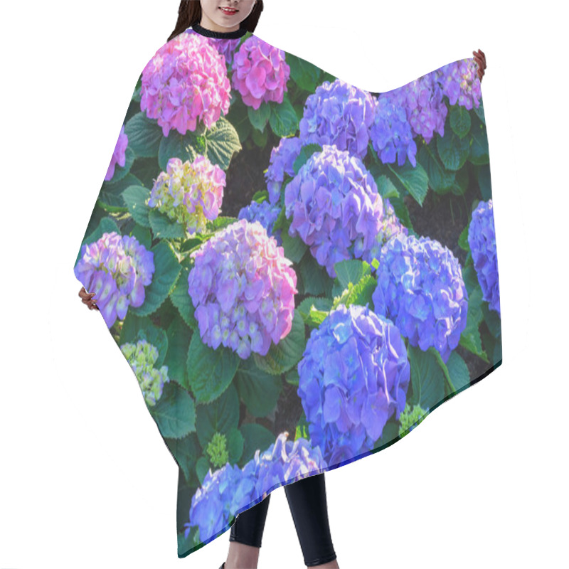 Personality  Blooming Hydrangeas Flowers In The Garden At Chiang Mai, Thailand Hair Cutting Cape