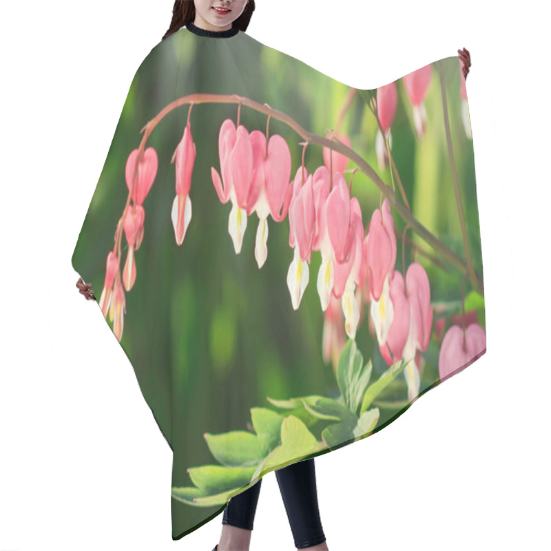 Personality  Dicentra - Bleeding Heart Flowers In Sunny Day. Spsce For Text. Love Valentine Day Concept. Spring Nature Background Hair Cutting Cape