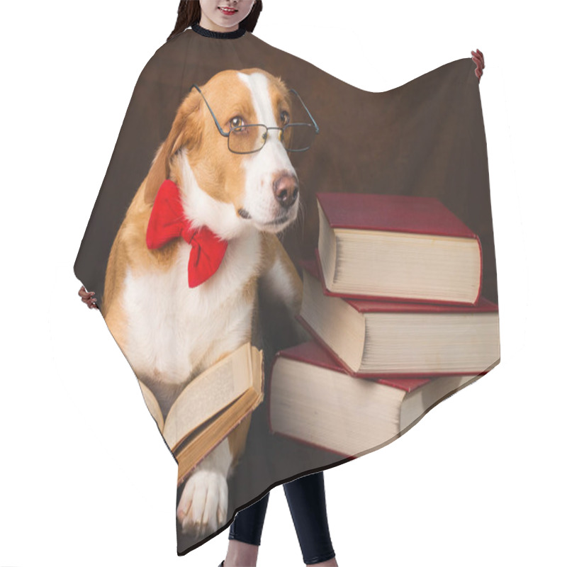 Personality  Cute Mixed Breed Dog Posing As An Intellectual Hair Cutting Cape