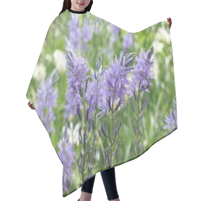 Personality  Beautiful Camassia Flowers Growing Outdoors, Closeup View. Spring Season Hair Cutting Cape