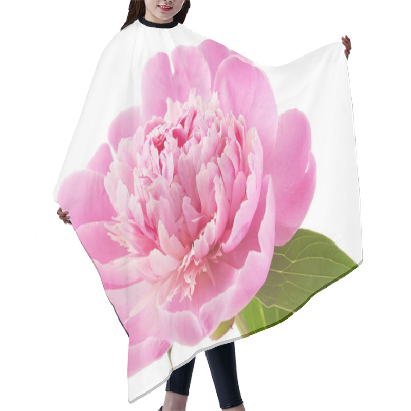 Personality  Peony Flower Closeup Isolated On White Background Hair Cutting Cape