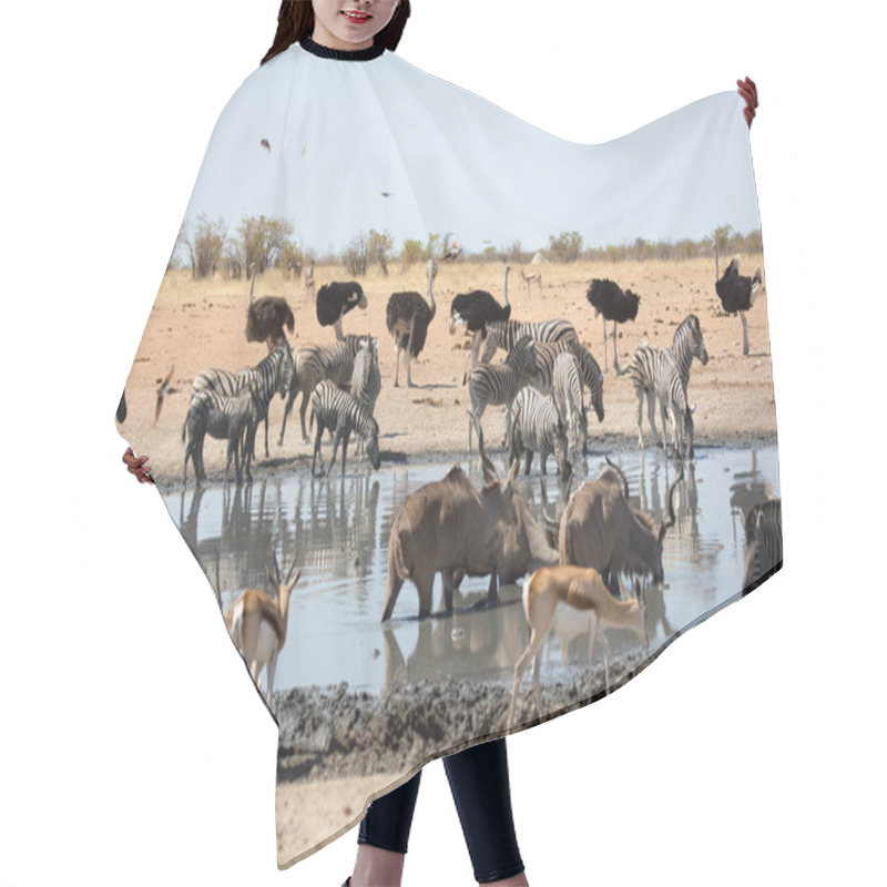 Personality  Drrinking Common Ostrich With Friends, Wildlife In Etosha National Park, Namibia Africa Hair Cutting Cape