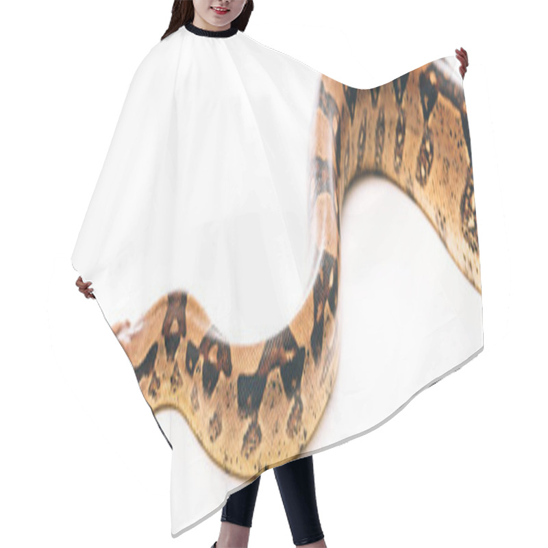 Personality  Panoramic Shot Of Python On White Background Hair Cutting Cape