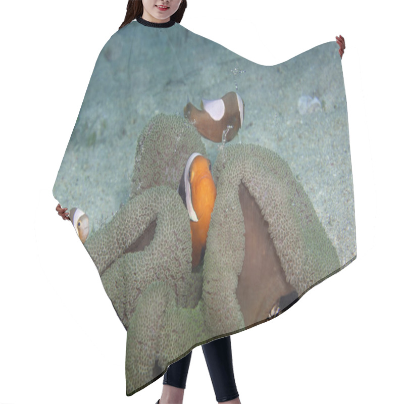 Personality  Symbiosis In The Seas Hair Cutting Cape