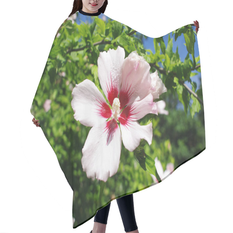 Personality  Pink And White Hibiscus Flower In Garden Hair Cutting Cape