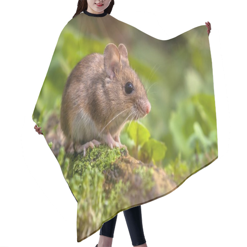 Personality  Cute Wood Mouse In Natural Habitat Hair Cutting Cape