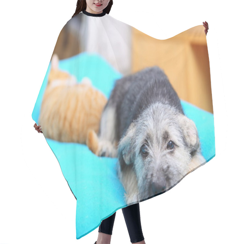 Personality  Animals At Home Dog And Cat Playing Together On Bed Hair Cutting Cape