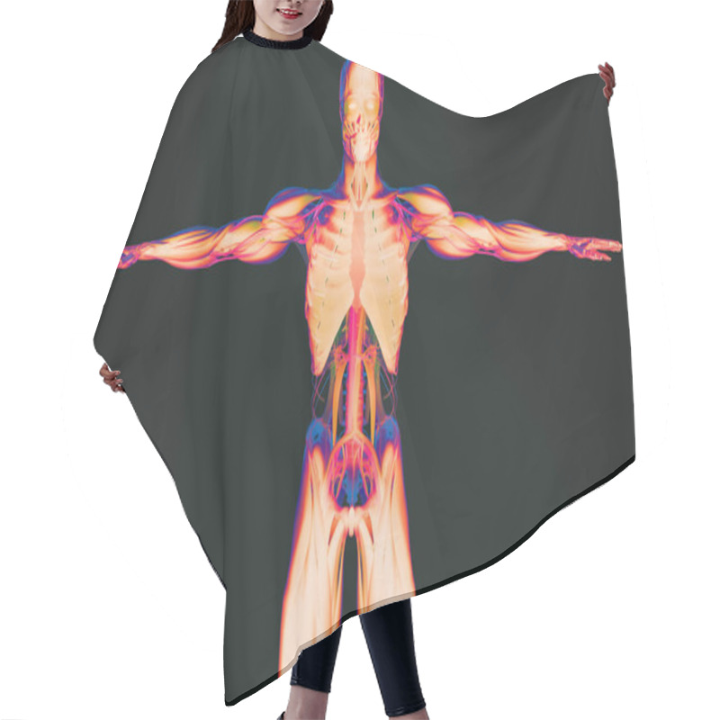 Personality  Human Anatomy Model Hair Cutting Cape